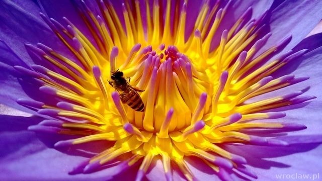 Co zrobić, gdy użądli pszczoła