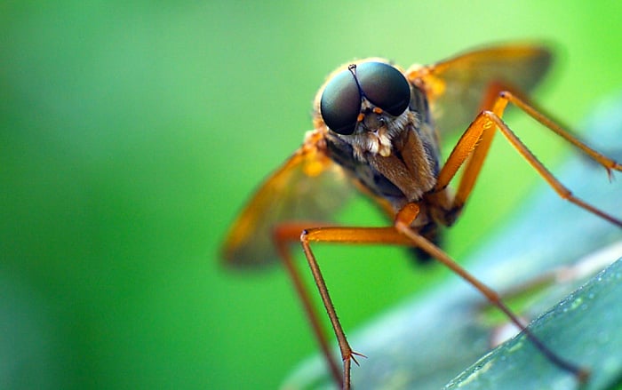 Co nas gryzie latem?