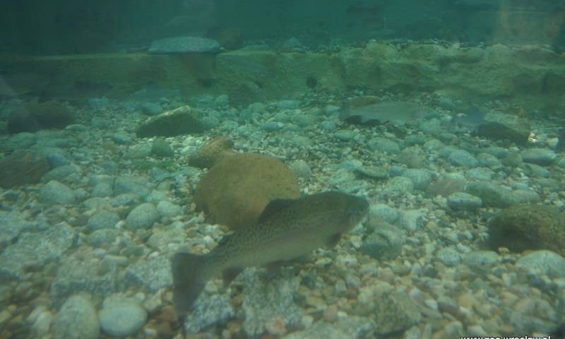 Są pierwsze ryby w Odrarium