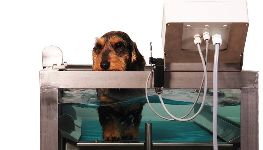 Wodna bieżnia dla… psów