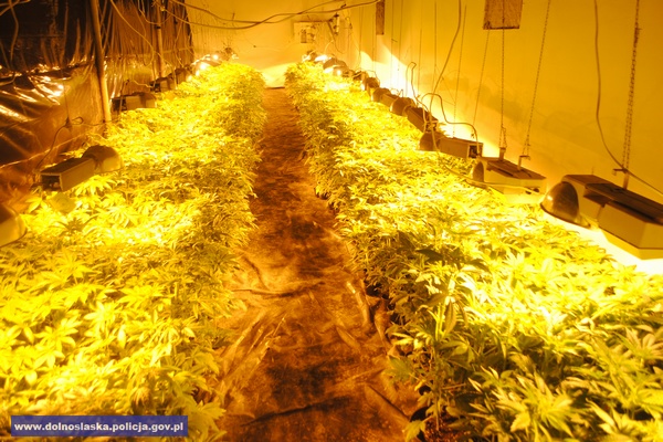 Zlikwidowali plantację konopi za 2,5 mln
