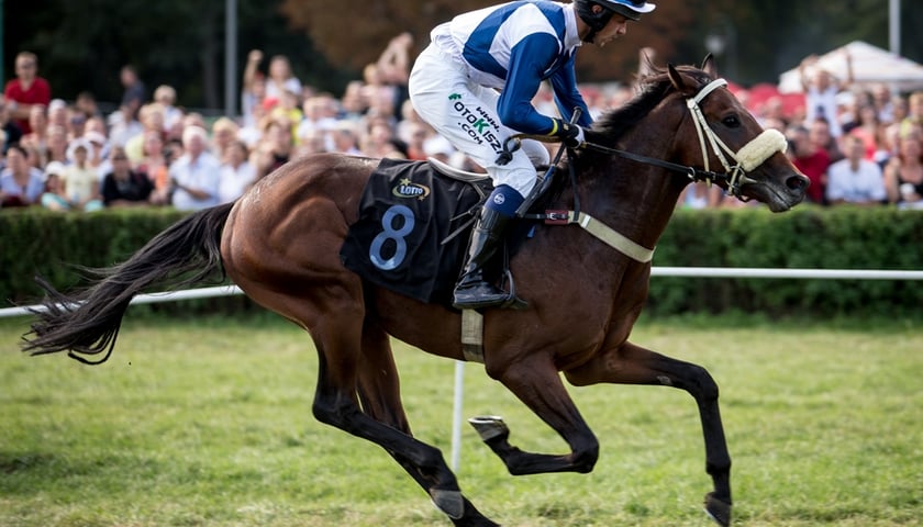 Partynice: Wiemy, który koń wygra wyścig [WIDEO]