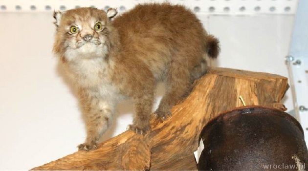 Nielegalne pamiątki z wakacji