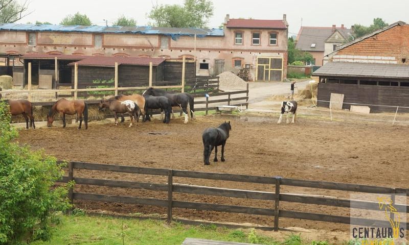 Weekendowy piknik ze zwierzakami w folwarku