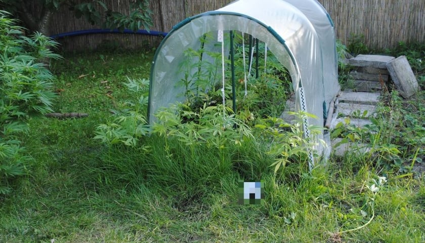 Plantacja konopi w ogródku