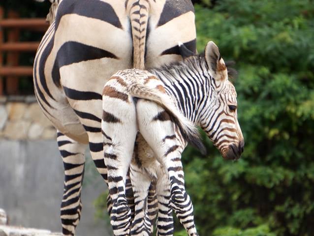 Narodziny zebry i pokazy karmienia pingwinów