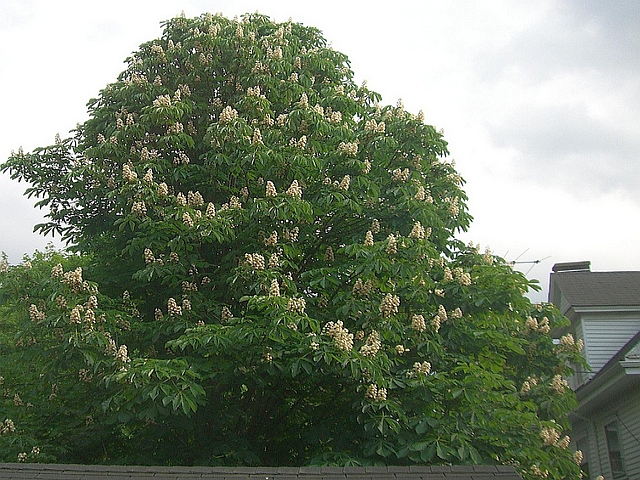 Będą walczyć ze szkodnikiem kasztanowców