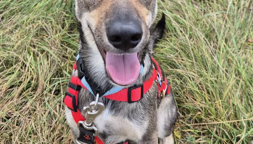 Pies Renault (Renio)