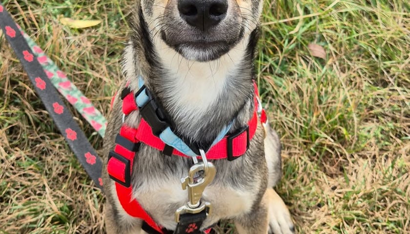 Pies Renault (Renio)