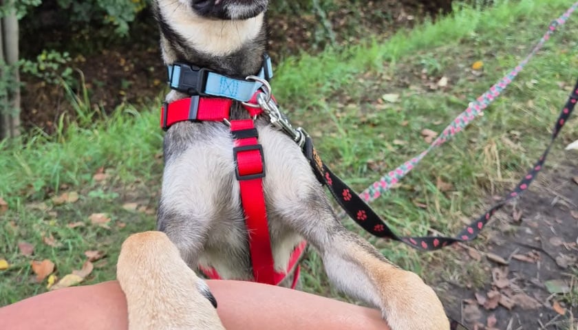 Pies Renault (Renio)