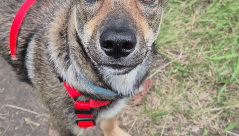 Pies Renault (Renio)