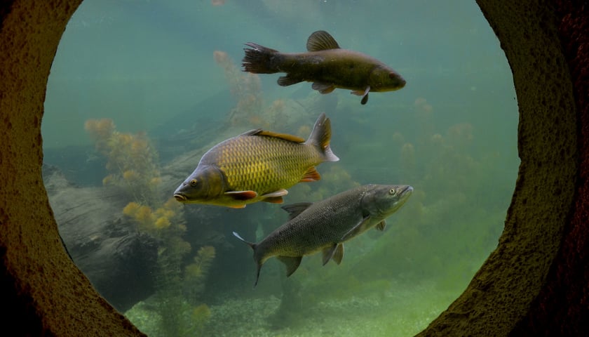 Odrarium w zoo już otwarte [ZDJĘCIA, FILM]