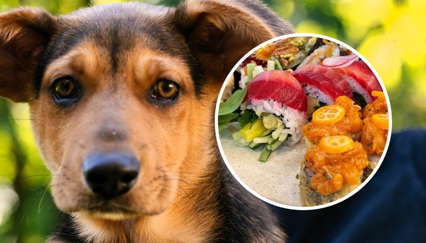 Na dużym zdjęciu podopieczny Grupy Ratuj, na małym w kółku danie z Hoshi Sushi