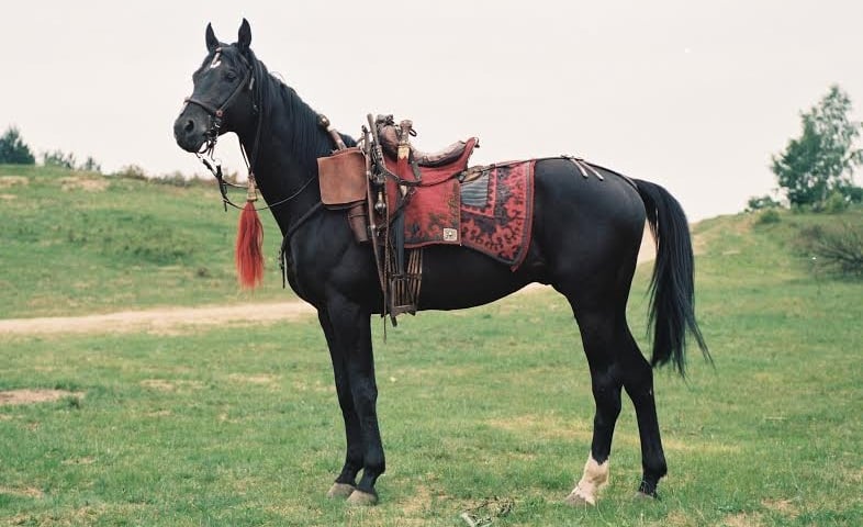 Damar-koń Bohuna mieszka we Wrocławiu