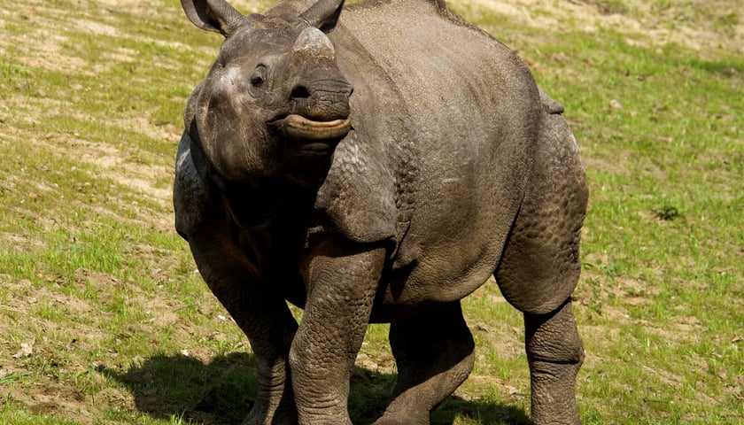 W niedzielę spalą róg nosorożca