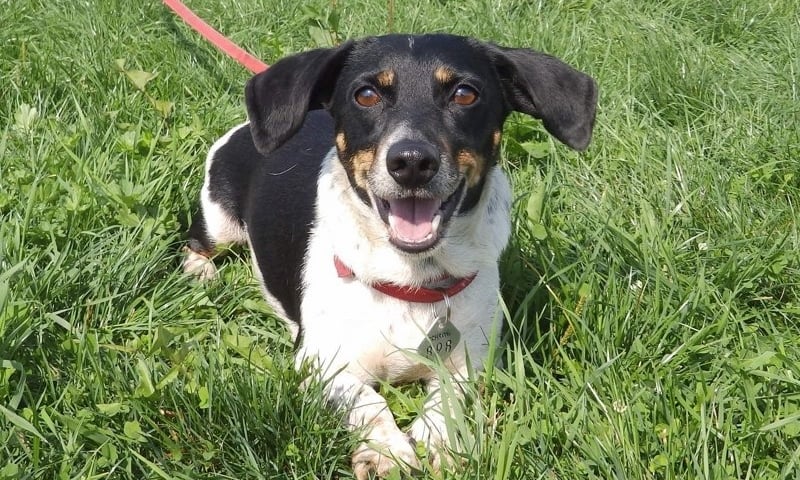 Przygarnij psiaka i kociaka!