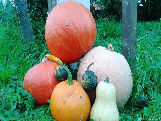 Rozpoczął się sezon na dynie