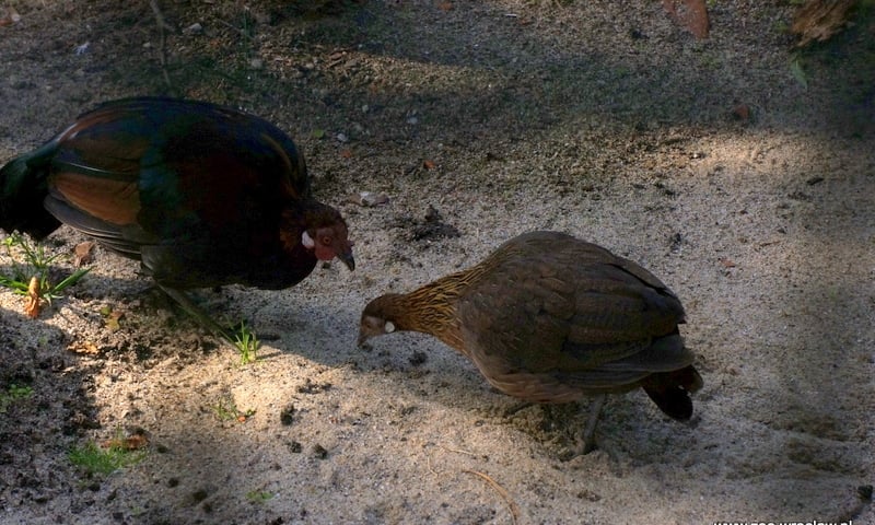 Prababcie kur zamieszkały w ZOO