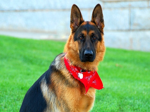 Strażnicy uratowali psa