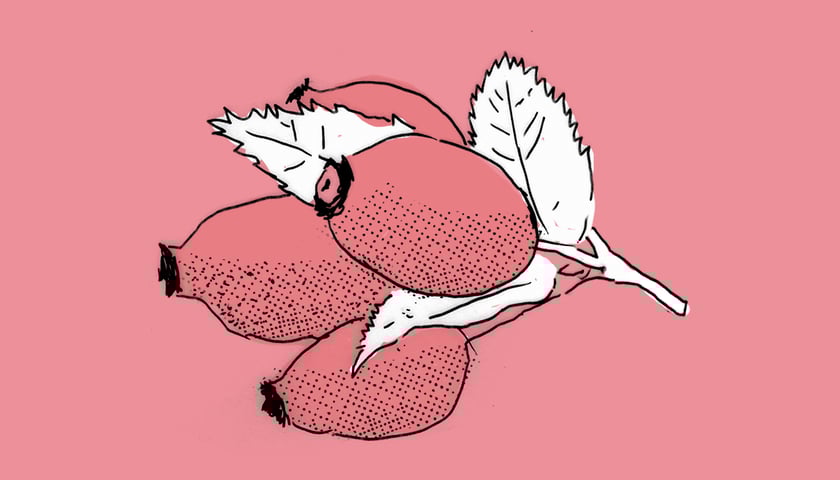 Gałązka z owocami dzikiej róży. Grafika ilustracyjna.