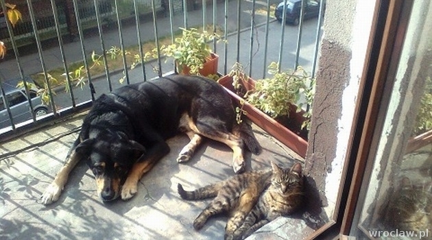 Adoptuj psiaka i kociaka