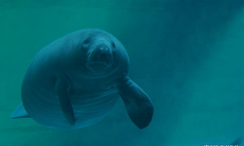 Afrykarium Wrocław: Armstrong i Stefan czekają