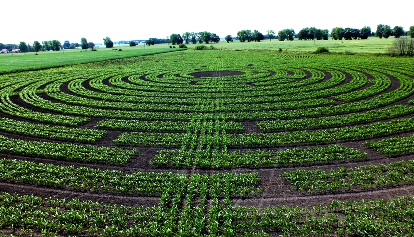 Kontrolowane błądzenie w kukurydzy
