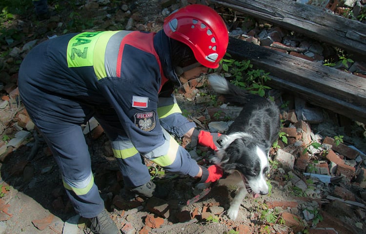 Ratownicy z psami szukają zaginionych ludzi i wsparcia