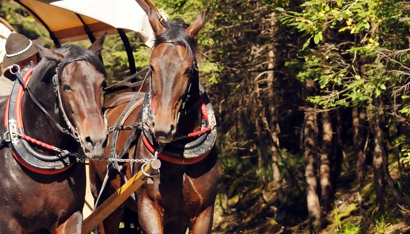 Gniady, Kasztan i Trzeci proszą o pomoc