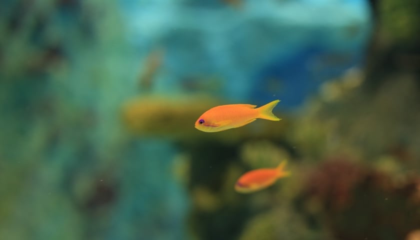 Testowanie Afrykarium we Wrocławiu [GALERIA]