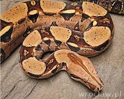 Wąż boa błąkał się po Hali Stulecia