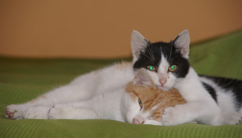 Tymczasowy dach nad głową dla zwierzaków