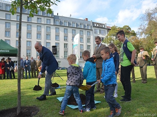 Dąb „Wolności” we Wrocławiu