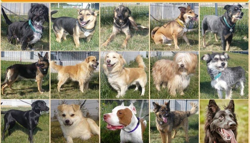 Dziś drzwi otwarte w schronisku dla zwierząt