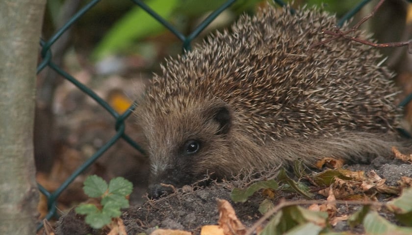 Uwaga na jeże!