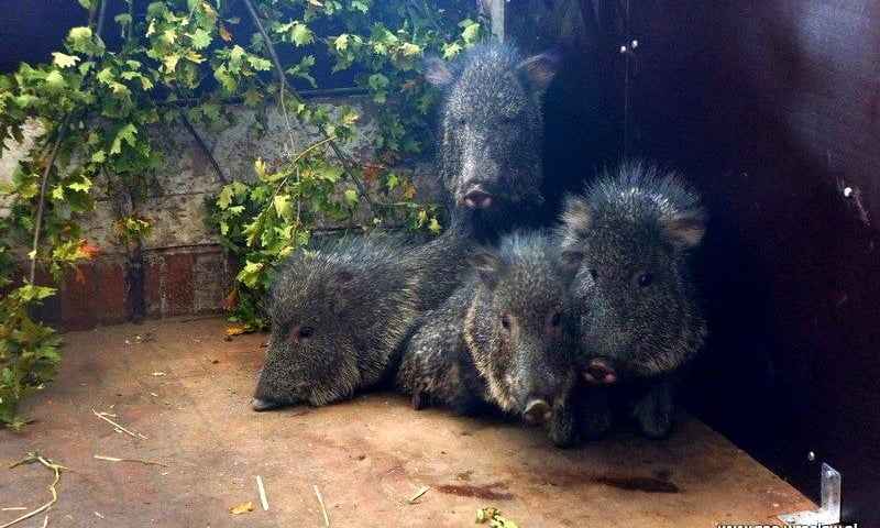 Nowi lokatorzy w zoo