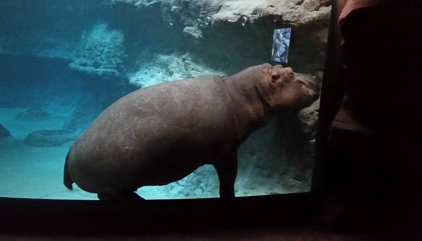 Afrykarium Wrocław - pierwszy hipopotam i krokodyle