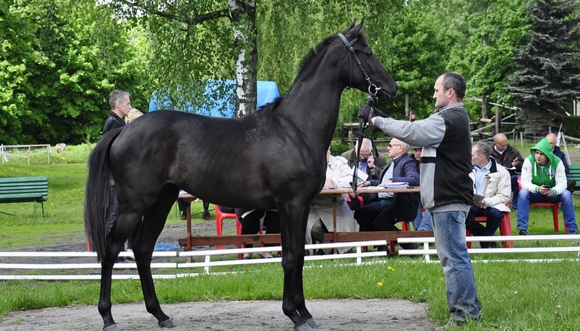 Aukcja koni na wrocławskich Partynicach