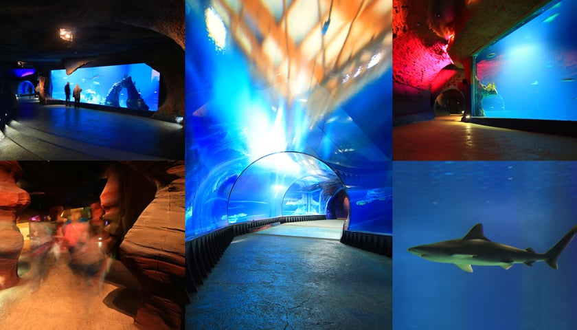 Afrykarium Wrocław nocą [ZDJĘCIA]