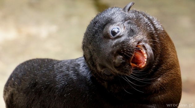 Zola w światowym quizie