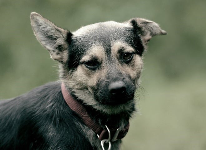 W schronisku dziś do 14.00 piknik pod psem