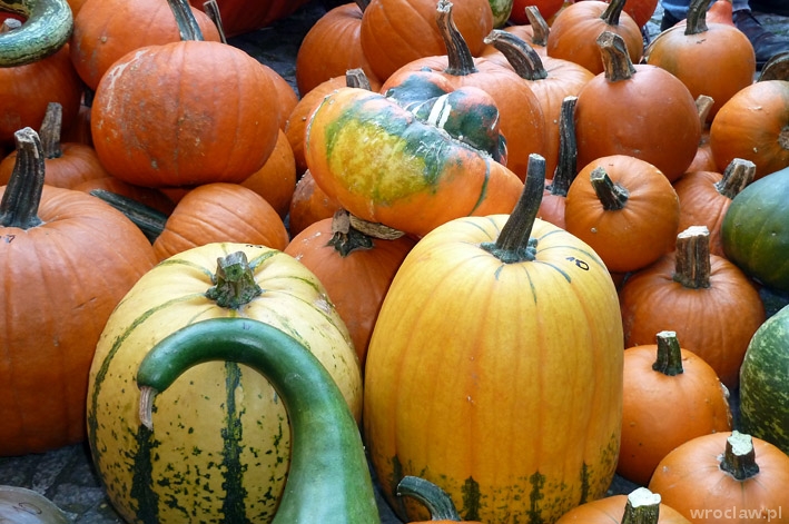 Rozdają miąższ z tony dyń za darmo!