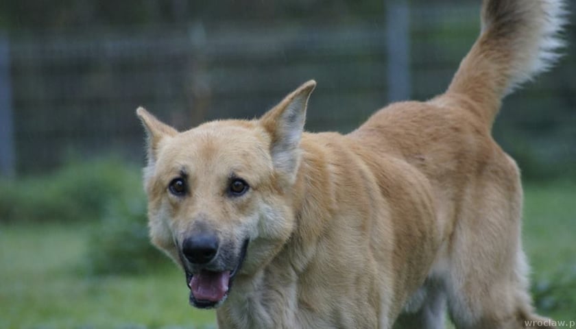 Uratowali psa przed śmiercią głodową