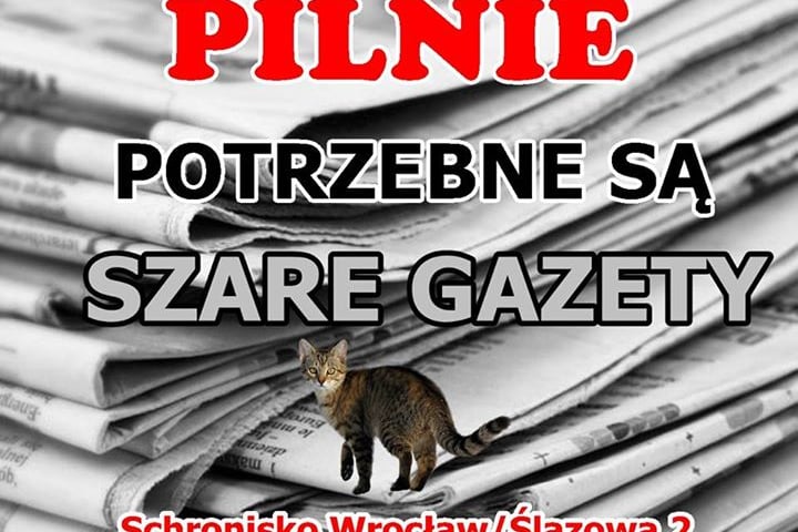 Wrocławskie schronisko prosi o szare gazety