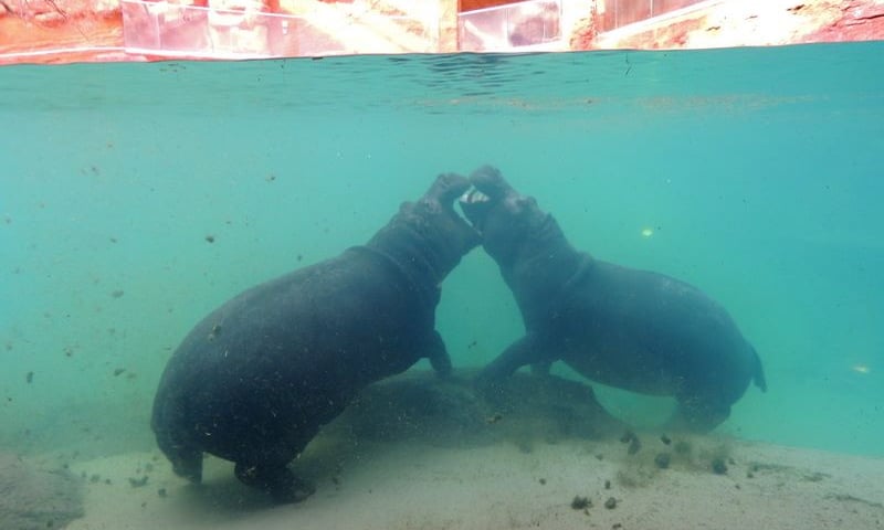 Pierwszy romans w Afrykarium?