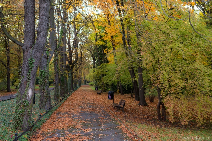 Nowe drzewa we Wrocławiu [WIDEO]