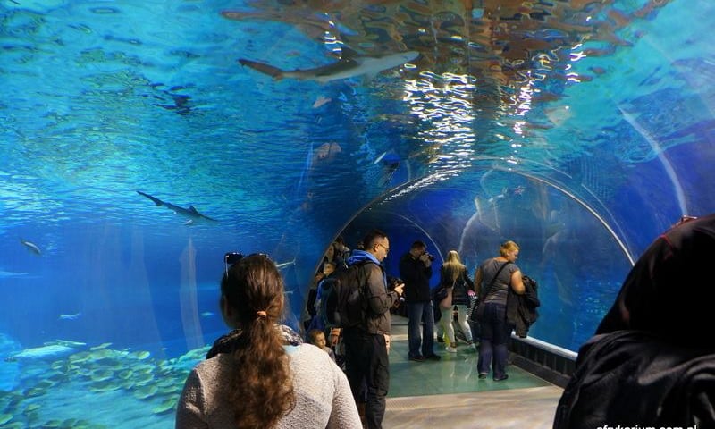 Afrykarium Wrocław: czynne 1 listopada