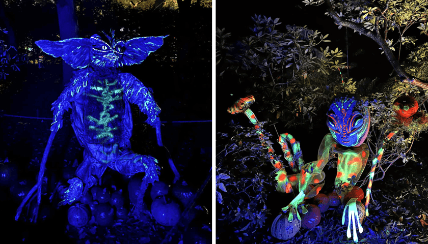 Dyniowe iluminacje w Ogrodzie Botanicznym UWr