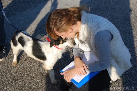 Czworonogi potrzebują pomocy