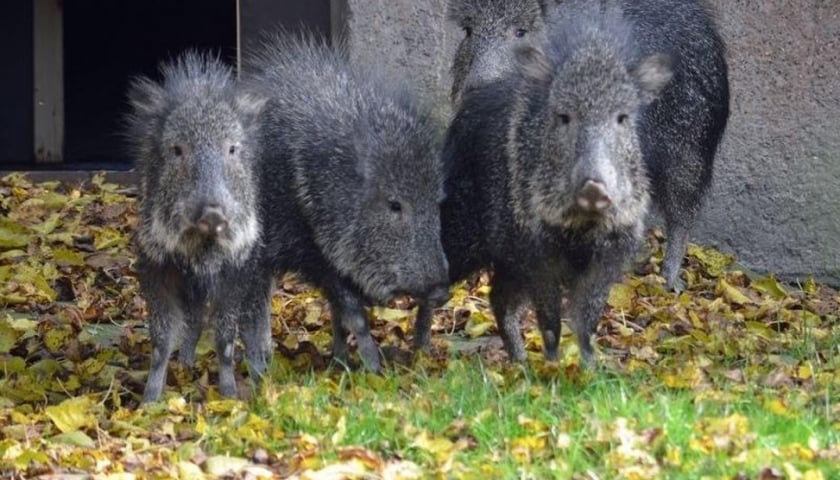 Świńskie towarzystwo w zoo